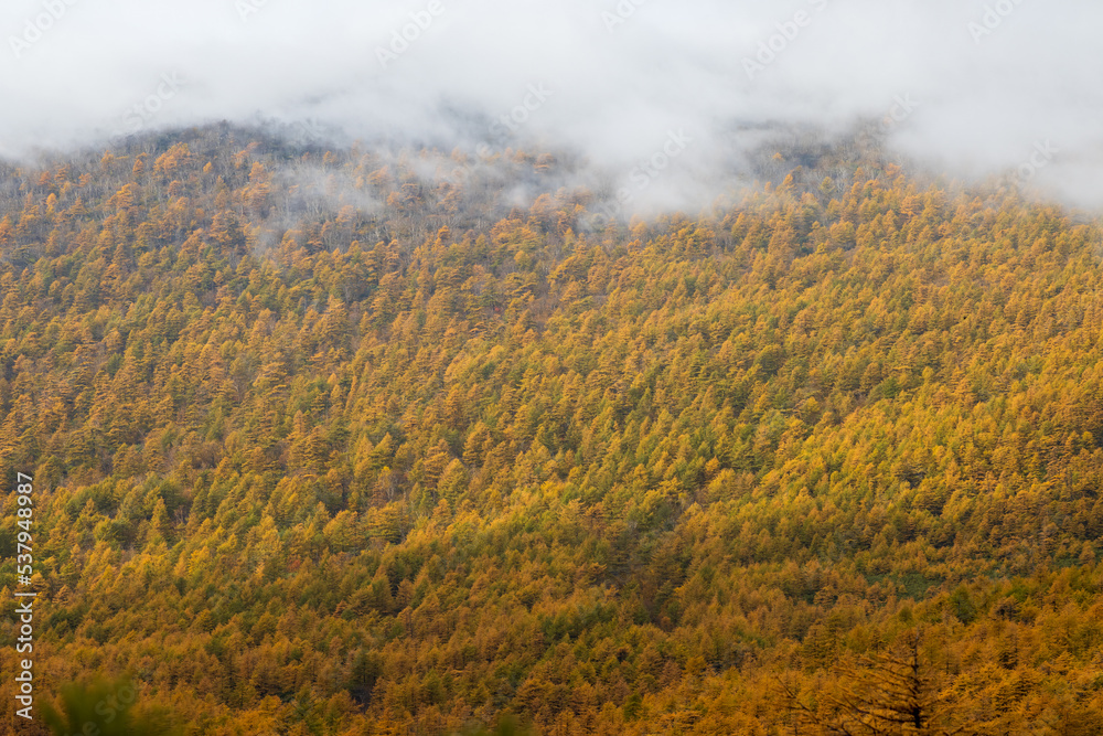 Beautiful autumn landscape. Larch forest on the mountainside. Larch trees with yellow crowns. Low clouds in the mountains. Cloudy foggy weather. Northern nature. Natural background is great for design