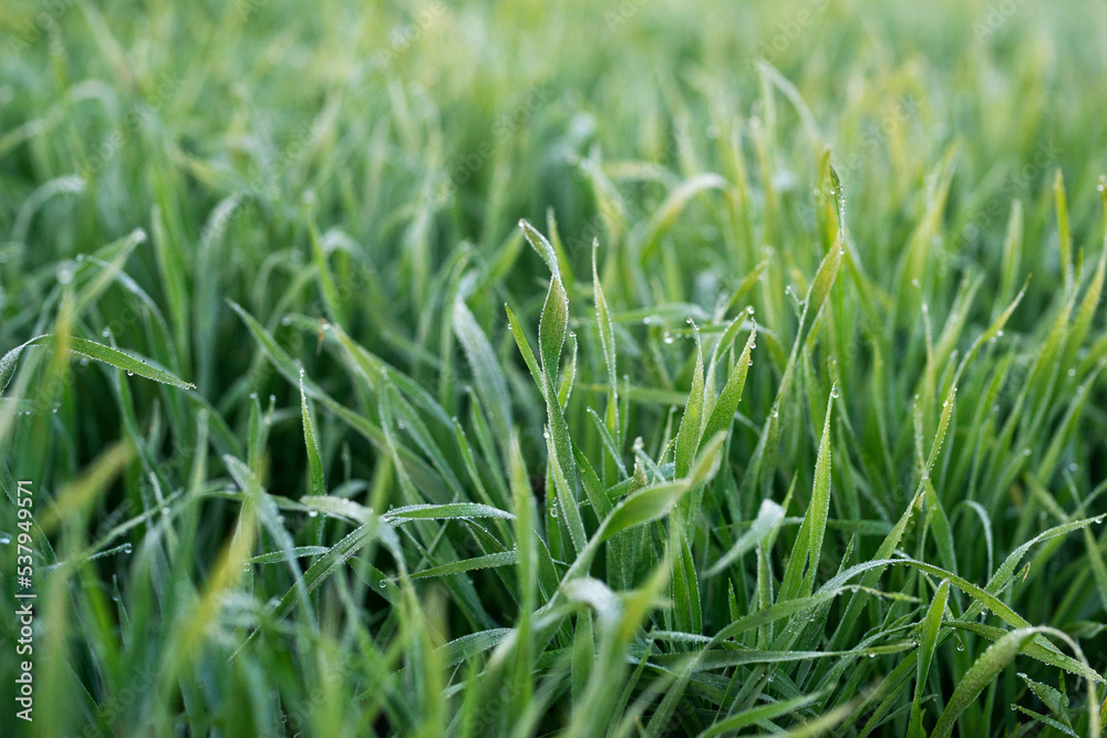 Obraz premium Young wheat plants growing on the soil, Amazingly beautiful endless fields of green wheat grass go far to the horizon.