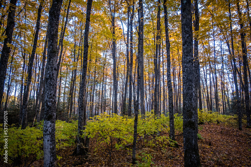 Sun peeking through fall coloured trees in wooded forest