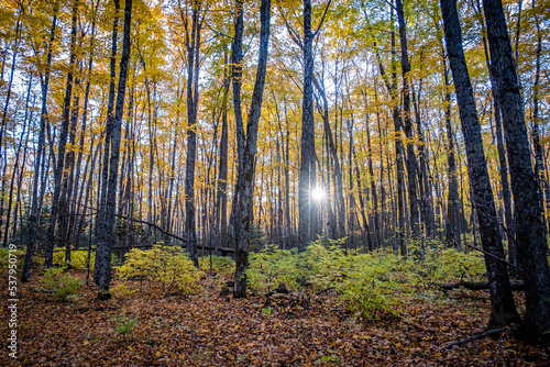 Sun peeking through fall coloured trees in wooded forest