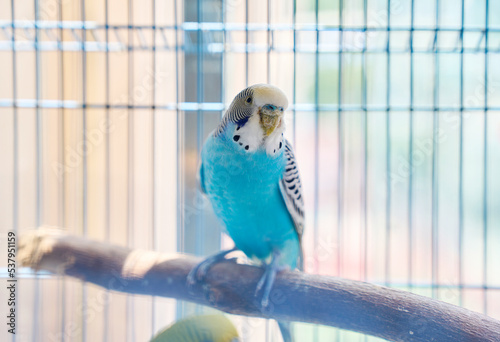 Closeup pet parrot interacting in cage photo