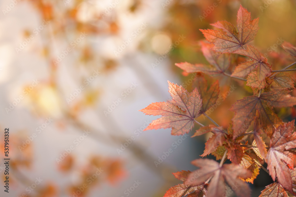 Closeup of beautiful nature view orange red maple leaf on blurred leaf background in garden with copy space using as background wallpaper page concept. Closeup of beautiful nature view orange red maple leaf on blurred leaf background in garden with copy space using as background wallpaper page concept.