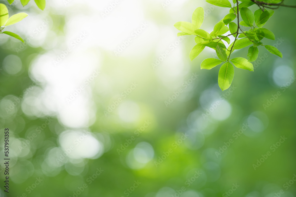 Closeup of beautiful nature view green leaf on blurred greenery background in garden with copy space using as background wallpaper page concept. Closeup of beautiful nature view green leaf on blurred greenery background in garden with copy space using as background wallpaper page concept.