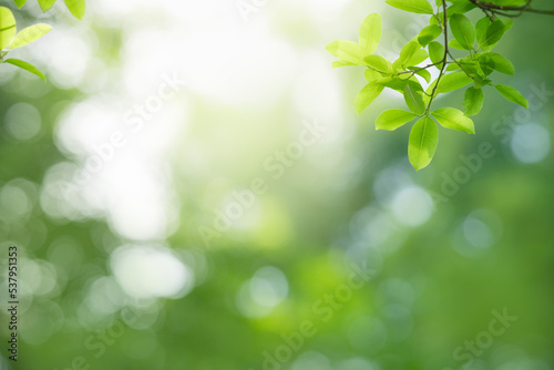 Closeup of beautiful nature view green leaf on blurred greenery background in garden with copy space using as background wallpaper page concept.