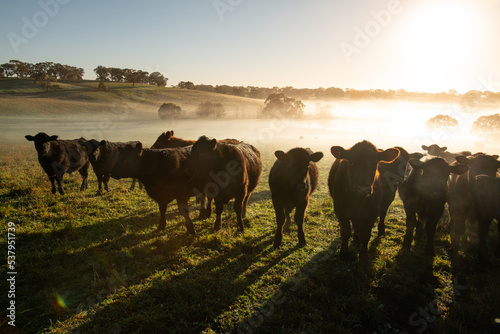 cattle in the morning mist photo