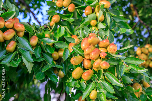 Fototapeta Naklejka Na Ścianę i Meble -  Sweet jujubes grow on jujube tree. Ripe date fruits in autumn season.