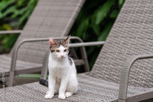 cute kitten sitting   photo