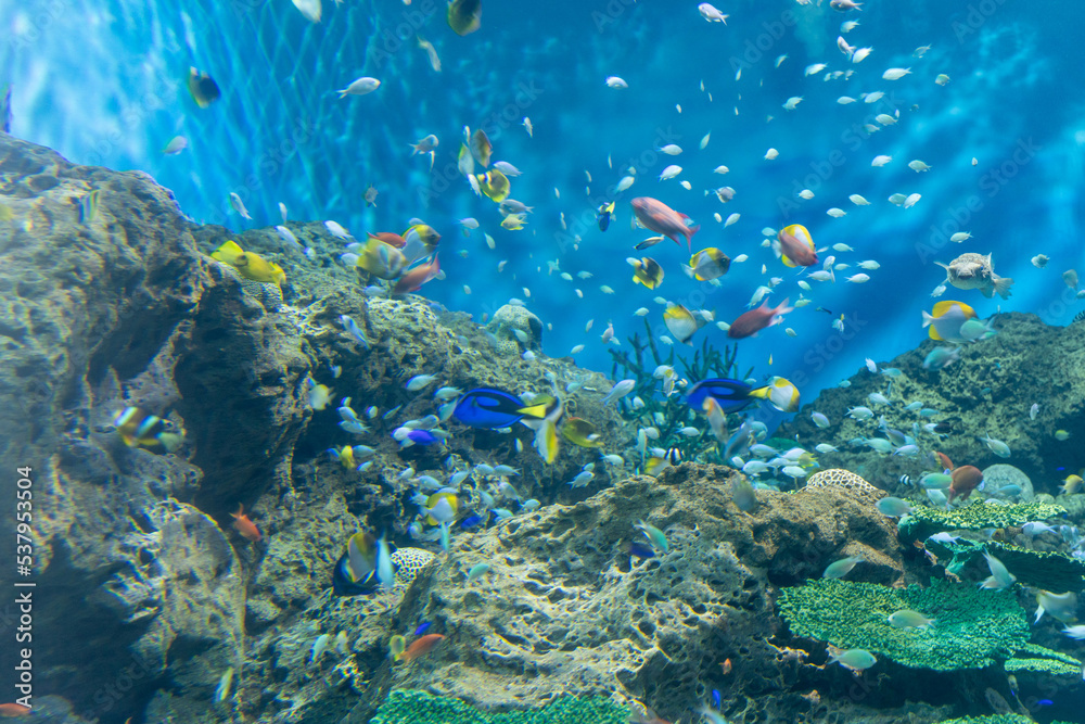 Fototapeta premium 熱帯魚の大水槽