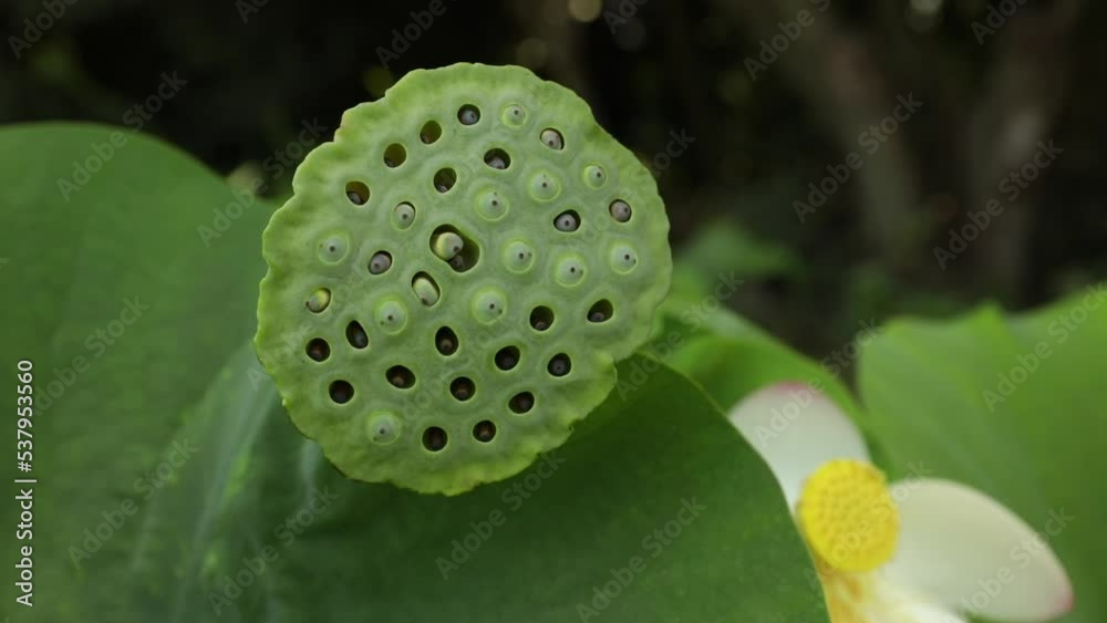 Botany. Aquatic Plants. Closeup view of a Lotus fruit and seeds. Botany. Aquatic Plants. Closeup view of a Lotus fruit and seeds.