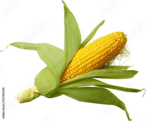 Raw corn cob isolated on white background photo