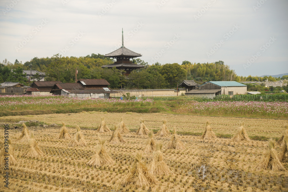 斑鳩の法起寺の三重塔と刈り取られた田んぼ 斑鳩の法起寺の三重塔と刈り取られた田んぼ