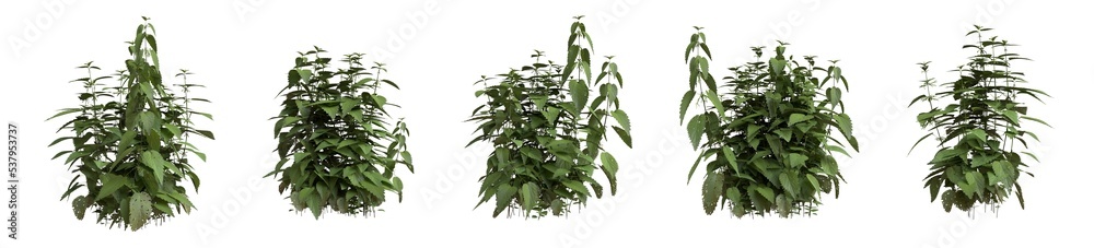 Φωτογραφία Set of grass bushes isolated