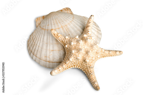 Fototapeta Naklejka Na Ścianę i Meble -  Starfish and shell  isolated on white background