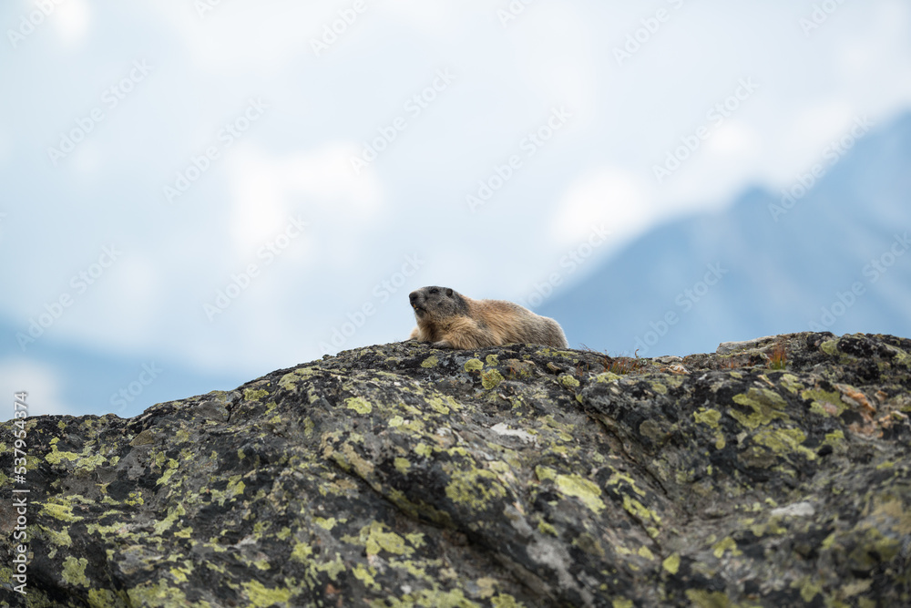 Chilling Marmot Chilling Marmot
