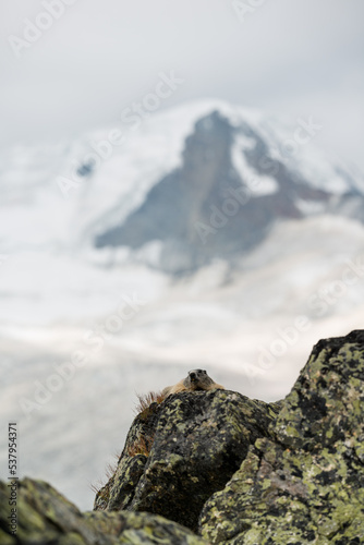Chilling Marmot photo