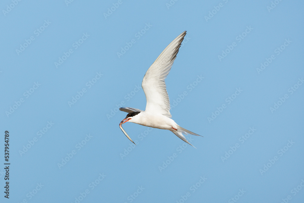 Common Tern Common Tern