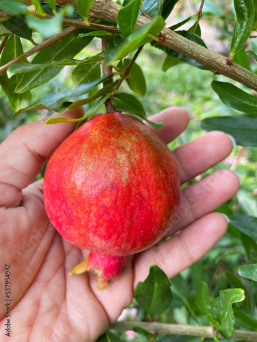 Pomegranate fruit photo