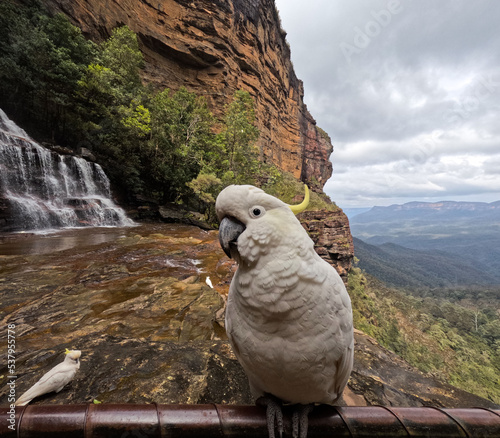 Cockatoo parrot on Blue Mountain National Park, Sydney, NSW, Australia