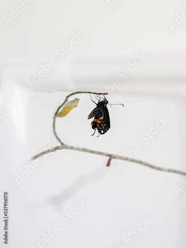 Eastern Black Swallowtail Butterfly Eclosion
