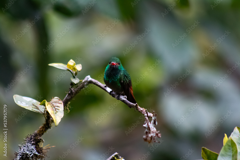 Colibríes de diversas especies pertenecientes al Chocó Andino de Mindo, Ecuador. Aves endémicas de los Andes ecuatorianos comiendo y posando para fotos. Colibríes de diversas especies pertenecientes al Chocó Andino de Mindo, Ecuador. Aves endémicas de los Andes ecuatorianos comiendo y posando para fotos.
