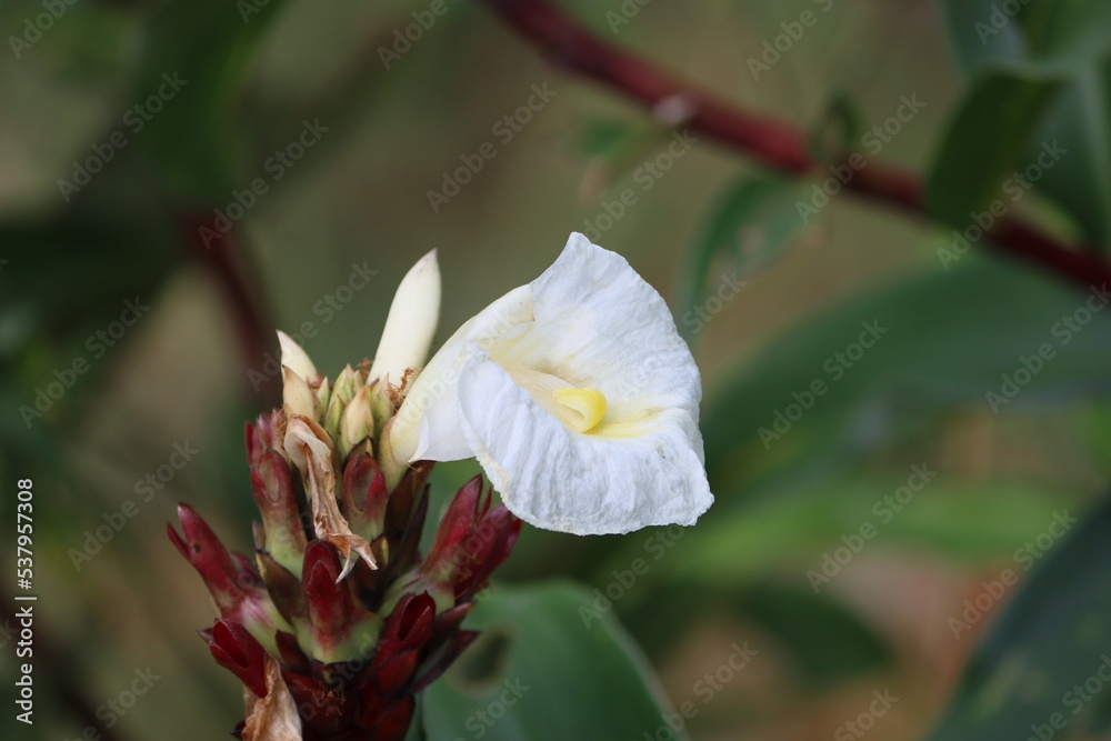 Cambodia. Cheilocostus speciosus, or crepe ginger, is a species of flowering plant in the Costaceae family. Some botanists have revived the synonym Hellenia speciosa for this species. Cambodia. Cheilocostus speciosus, or crepe ginger, is a species of flowering plant in the Costaceae family. Some botanists have revived the synonym Hellenia speciosa for this species.