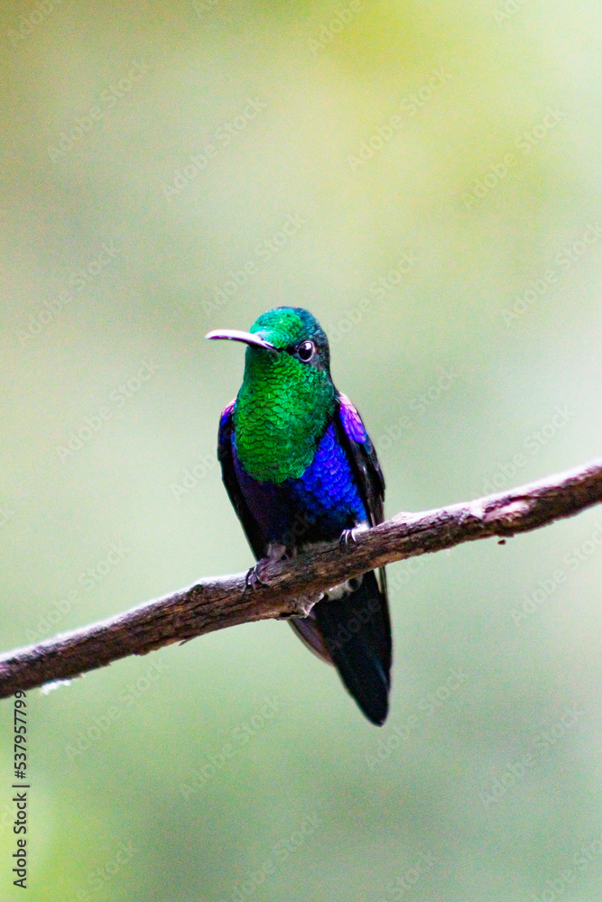 Fototapeta premium Colibríes de diversas especies pertenecientes al Chocó Andino de Mindo, Ecuador. Aves endémicas de los Andes ecuatorianos comiendo y posando para fotos.