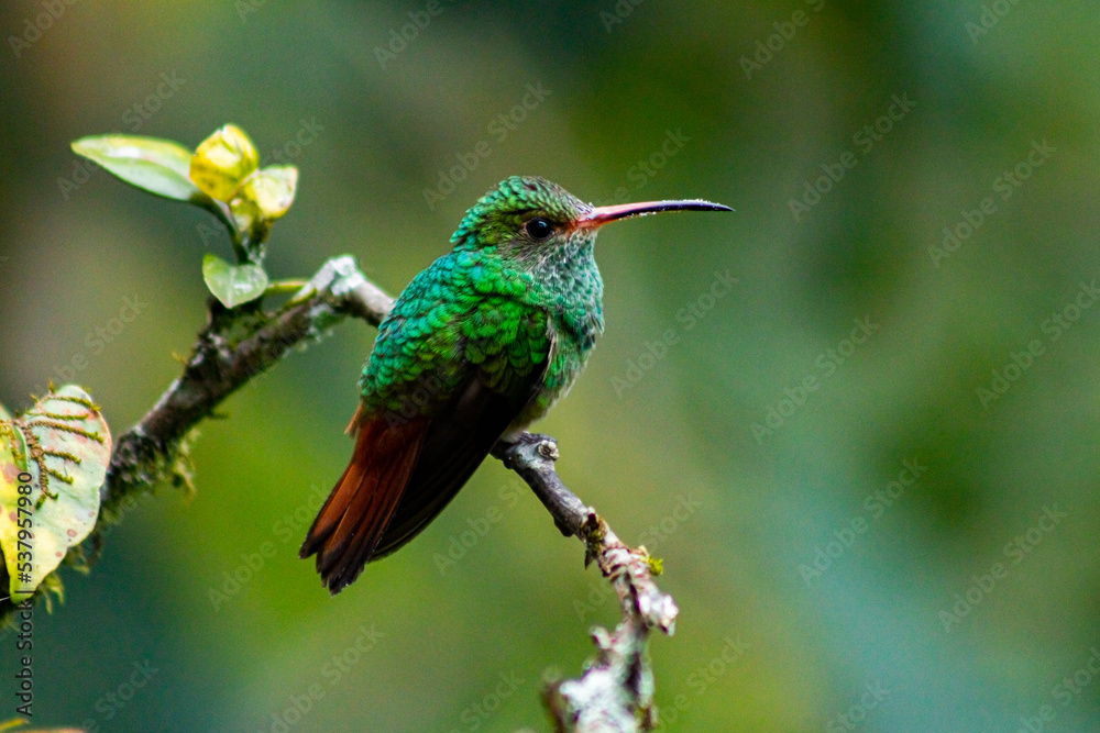 Fototapeta premium Colibríes de diversas especies pertenecientes al Chocó Andino de Mindo, Ecuador. Aves endémicas de los Andes ecuatorianos comiendo y posando para fotos.