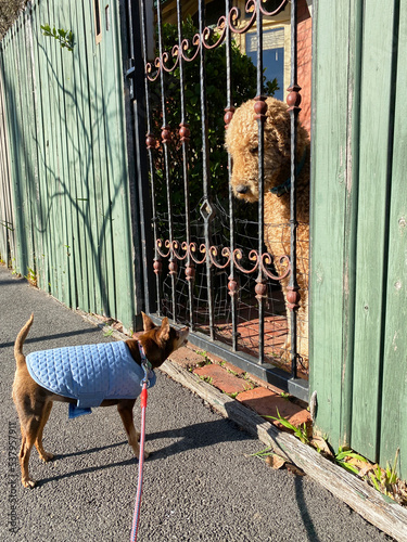 TIny dog shows bravado photo