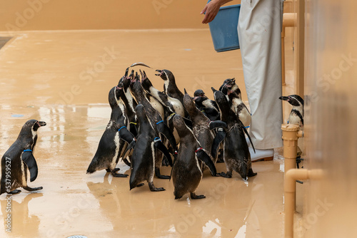 餌を待っているフンボルトペンギン