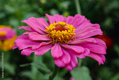 pink zinnia