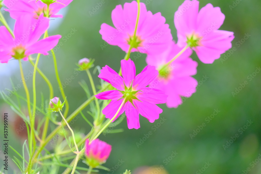ピンク色のかわいいコスモス