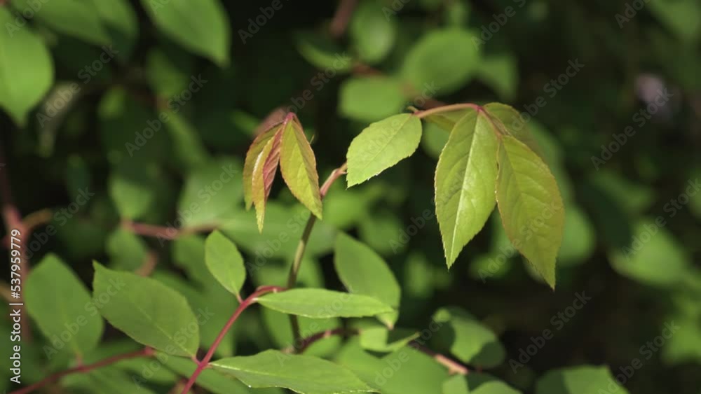 New growth on a large climbing rose bush. Fresh green leaves in morning sun with deep red or burgundy colored stems and thorns. Leaves sway in a gentle breeze with more new leaves in the background New growth on a large climbing rose bush. Fresh green leaves in morning sun with deep red or burgundy colored stems and thorns. Leaves sway in a gentle breeze with more new leaves in the background