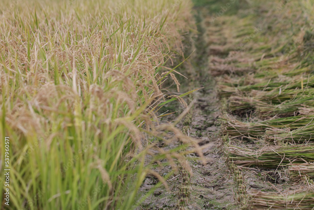 稲収穫風景
