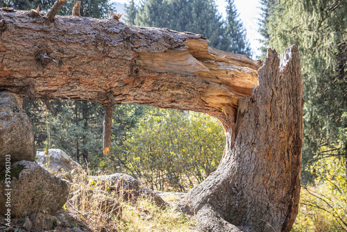Broken trunk of a tree in Autumn woods