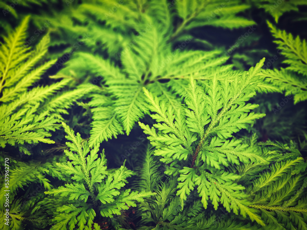 Pattern of fern on the surface green color in the garden.Tropical tree nature background and texture. Pattern of fern on the surface green color in the garden.Tropical tree nature background and texture.