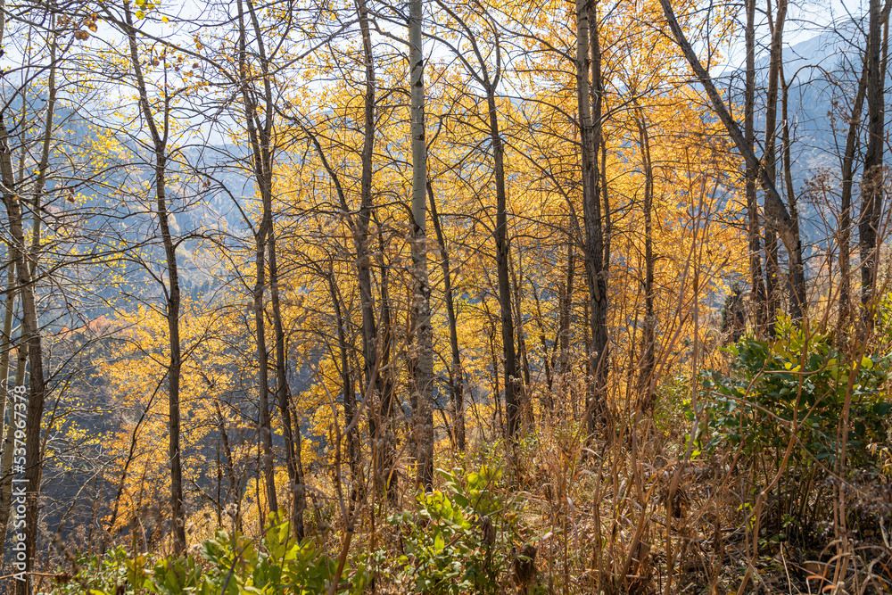 Autumn landscape of grassless hills, pine trees, blue sky and walking trails. Autumn in rural Kazakhstan