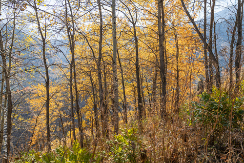 Autumn landscape of grassless hills  pine trees  blue sky and walking trails. Autumn in rural Kazakhstan