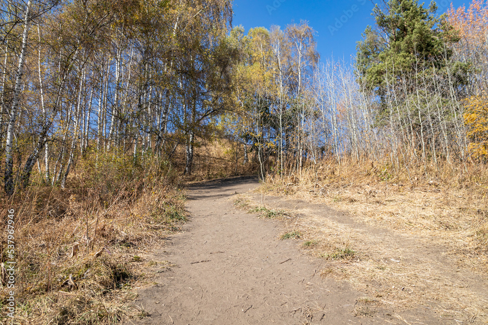 Autumn landscape of grassless hills, pine trees, blue sky and walking trails. Autumn in rural Kazakhstan Autumn landscape of grassless hills, pine trees, blue sky and walking trails. Autumn in rural Kazakhstan