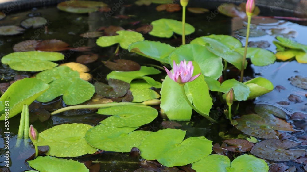 Nelumbo nucifera, also known as sacred lotus, Laxmi lotus, Indian lotus, or simply lotus, is one of two extant species of aquatic plant in the family Nelumbonaceae. Nelumbo nucifera, also known as sacred lotus, Laxmi lotus, Indian lotus, or simply lotus, is one of two extant species of aquatic plant in the family Nelumbonaceae.