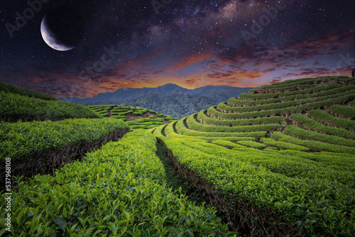 green tea plantations in sunset 