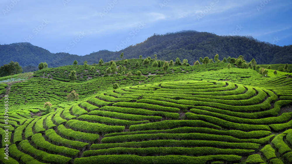 Tea Field Plantation in beautiful day and sky
