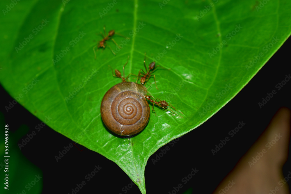 Close-up on a snail surrounding by ants crawling on green leaf with dark nature background. Close-up on a snail surrounding by ants crawling on green leaf with dark nature background.