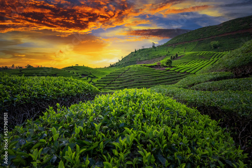green tea plantations in sunset  © Maizal