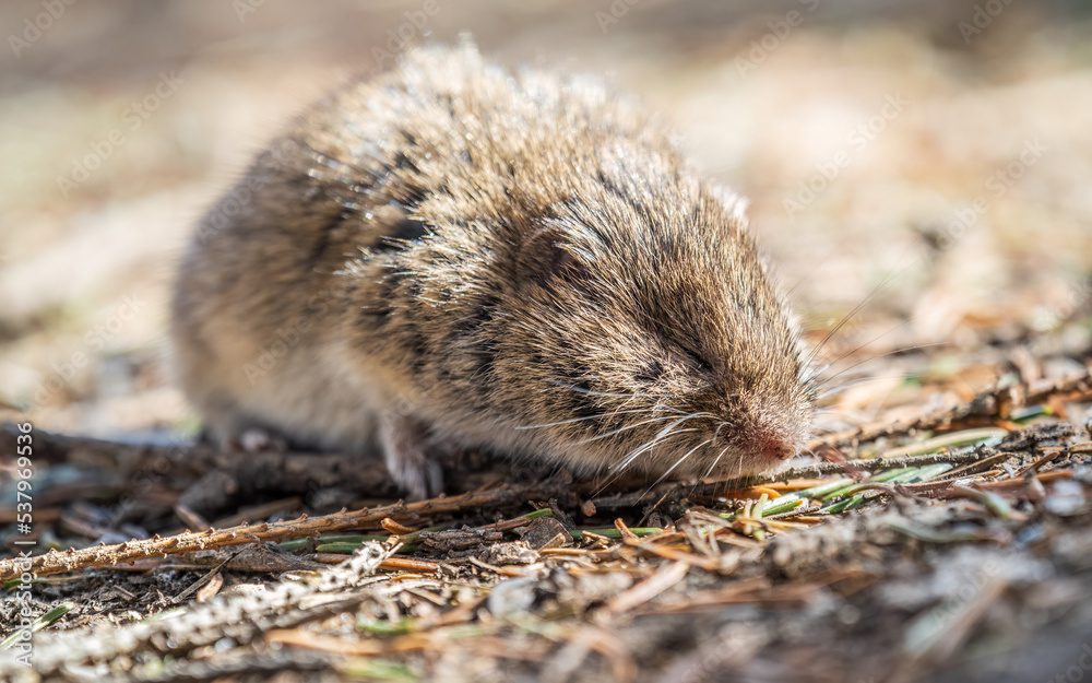 A closeup of a Common vole, Microtus arvalis, on the ground with a blurry background