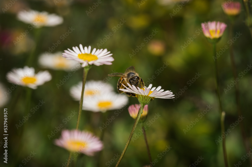 Macro shot of honey bee flying on flower eaf Macro shot of honey bee flying on flower eaf