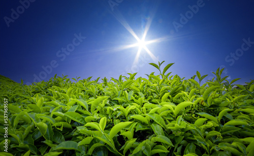 Tea Field Plantation in beautiful day and sky photo