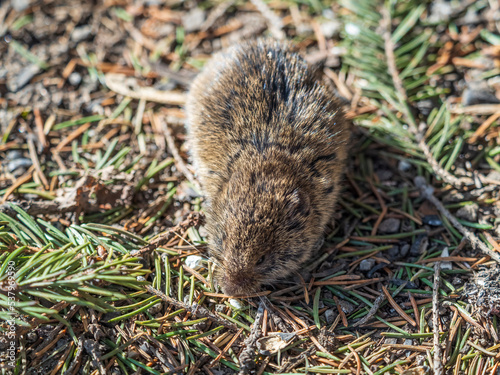 A closeup of a Common vole  Microtus arvalis  on the ground with a blurry background
