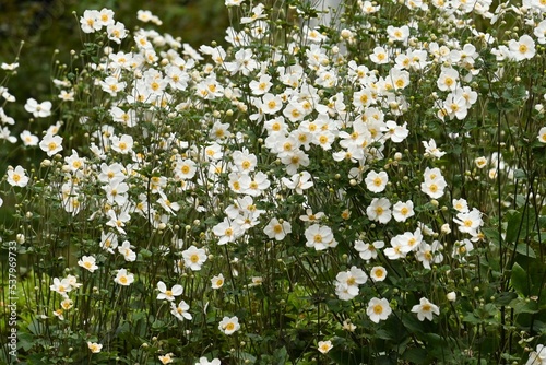 Japanese anemone ( Anemone hupehensis ) flowers. Ranunculaceae perennial plants.
The flowering season is from September to November, and the elegant flowers create an autumn atmosphere.