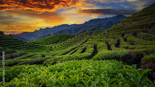 green tea plantations in sunset 