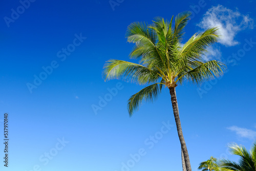 Palm trees against blue sky